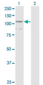 PCDHA7 Monoclonal Antibody (1C7)