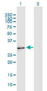 Enkurin Monoclonal Antibody (3B3)