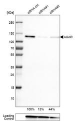 ADAR1 Antibody
