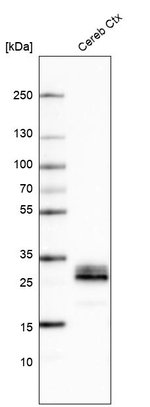 Aquaporin 4 Antibody in Western Blot (WB)