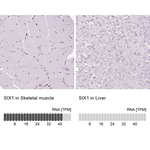 SIX1 Antibody in Immunohistochemistry (Paraffin) (IHC (P))