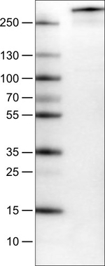 PCM1 Antibody in Western Blot (WB)