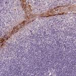 RNASE7 Antibody in Immunohistochemistry (Paraffin) (IHC (P))