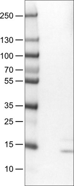 RNASE7 Antibody in Western Blot (WB)