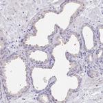 RNASE7 Antibody in Immunohistochemistry (Paraffin) (IHC (P))