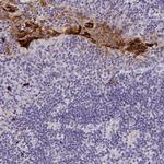 RNASE7 Antibody in Immunohistochemistry (Paraffin) (IHC (P))