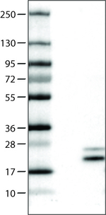RNASE7 Antibody in Western Blot (WB)