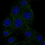 VANGL1 Monoclonal Antibody (CL0241)