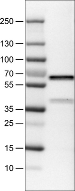 VANGL1 Antibody in Western Blot (WB)