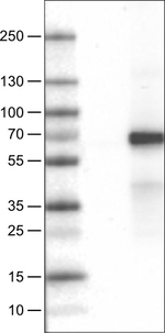 VANGL1 Antibody in Western Blot (WB)