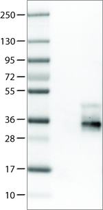 TSPAN7 Antibody in Western Blot (WB)