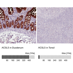 ACSL5 Monoclonal Antibody (CL0275)