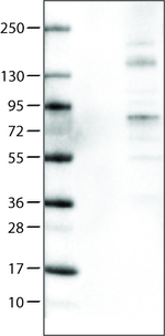 ACSL5 Antibody in Western Blot (WB)