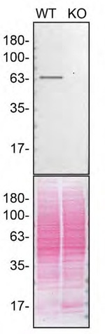 ACSL5 Antibody