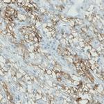 Carbonic Anhydrase XII Antibody in Immunohistochemistry (Paraffin) (IHC (P))