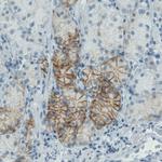 Carbonic Anhydrase XII Antibody in Immunohistochemistry (Paraffin) (IHC (P))