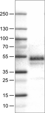 Carbonic Anhydrase XII Antibody in Western Blot (WB)