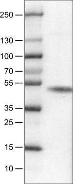 Carbonic Anhydrase XII Antibody in Western Blot (WB)