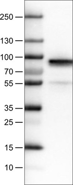 Fibulin 1 Antibody in Western Blot (WB)