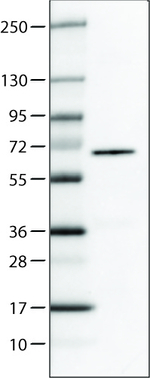 P4HA2 Antibody in Western Blot (WB)