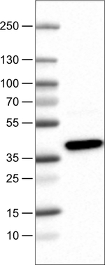 USP46 Antibody in Western Blot (WB)