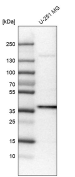 USP46 Antibody in Western Blot (WB)