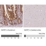 NAPRT1 Antibody in Immunohistochemistry (Paraffin) (IHC (P))