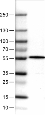 NAPRT1 Antibody in Western Blot (WB)