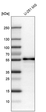 WWTR1 Antibody in Western Blot (WB)
