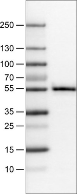 WWTR1 Antibody in Western Blot (WB)