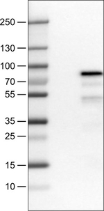 TCF2 Antibody in Western Blot (WB)