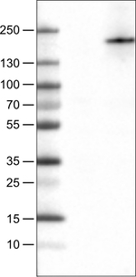 PLA2R1 Antibody in Western Blot (WB)