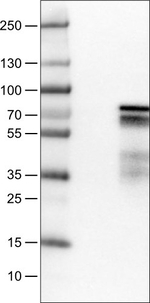 ZNF703 Antibody in Western Blot (WB)