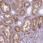 SLC22A2 Antibody in Immunohistochemistry (IHC)