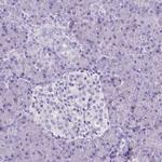 SLC22A2 Antibody in Immunohistochemistry (IHC)