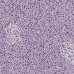NECAB1 Antibody in Immunohistochemistry (Paraffin) (IHC (P))