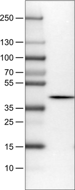 NECAB1 Antibody in Western Blot (WB)