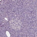 NECAB1 Antibody in Immunohistochemistry (Paraffin) (IHC (P))