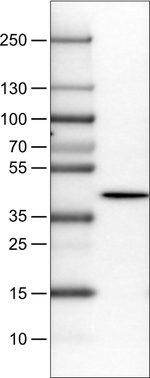 NECAB1 Antibody in Western Blot (WB)