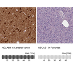 NECAB1 Antibody in Immunohistochemistry (Paraffin) (IHC (P))