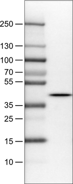 NECAB1 Antibody in Western Blot (WB)