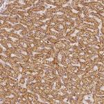 PGAM5 Antibody in Immunohistochemistry (Paraffin) (IHC (P))