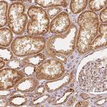 PGAM5 Antibody in Immunohistochemistry (Paraffin) (IHC (P))