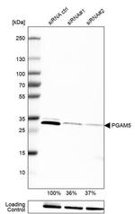 PGAM5 Antibody in Western Blot (WB)