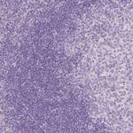 NECAB2 Antibody in Immunohistochemistry (Paraffin) (IHC (P))