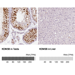 KDM5B Antibody in Immunohistochemistry (Paraffin) (IHC (P))