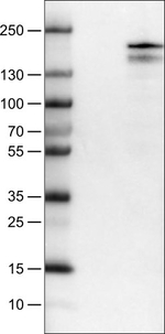 KDM5B Antibody in Western Blot (WB)