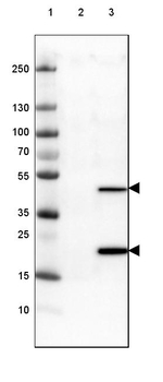 ALP Antibody in Western Blot (WB)