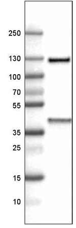 ITIH4 Antibody in Western Blot (WB)