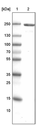 MYH6 Antibody in Western Blot (WB)